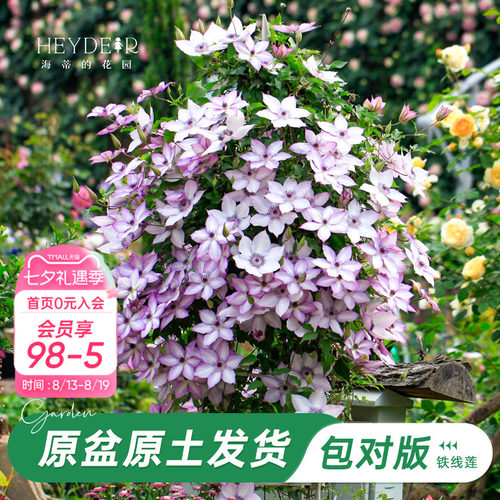 海蒂的花园铁线莲乌托邦爬藤植物