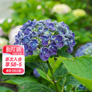 海蒂 爆米花大花绣球阳台庭院好养耐寒木本花卉植物盆栽苗 花园