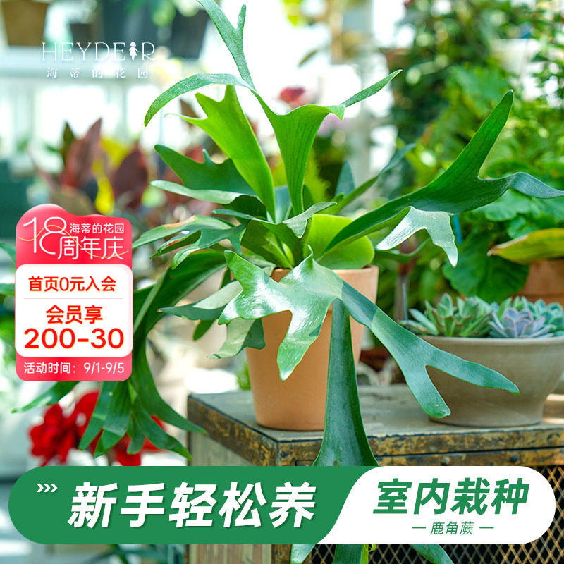 鹿角蕨盆栽奇特桌面植物图片