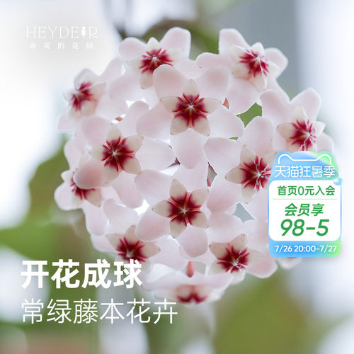 球兰耐阴开花植物花卉