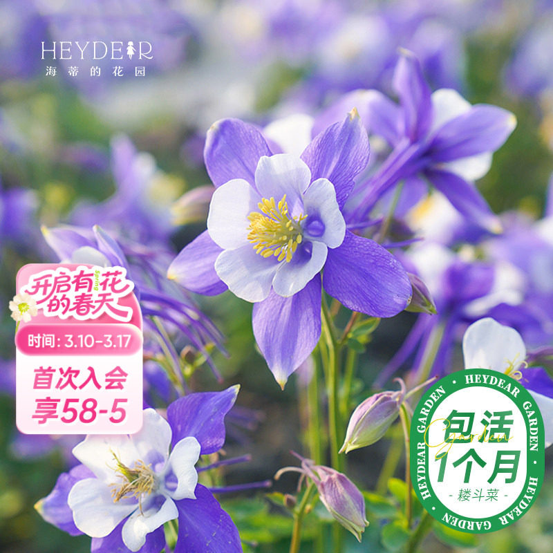 海蒂的花园旗舰店耧斗菜冬季花卉植物猫爪花阳台庭院楼顶好养盆栽