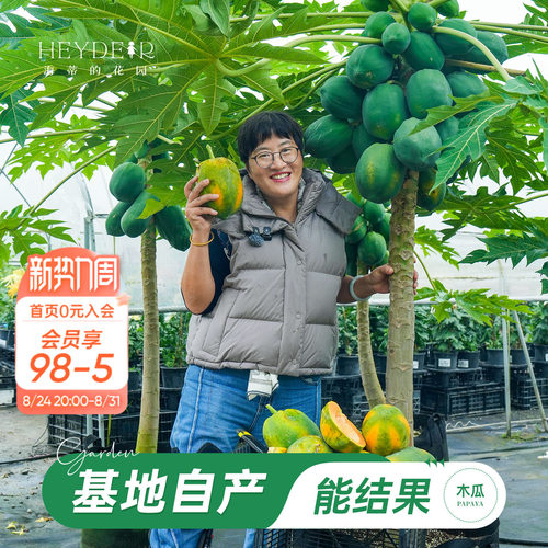 海蒂的花园旗舰店木瓜盆栽苗树苗南方种植庭院盆栽地栽果树果苗
