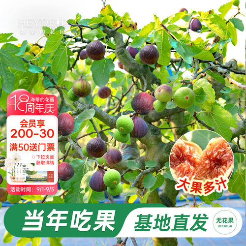 无花果盆栽大果特级高品质易养活