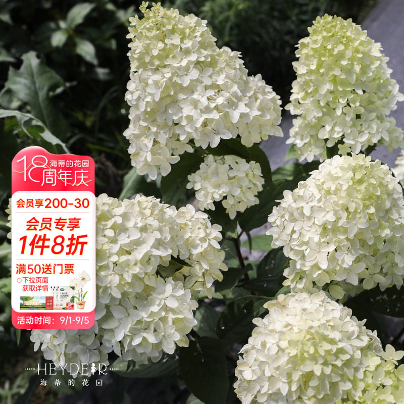 海蒂的花园圆锥绣球盆栽苗图片