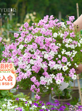 海蒂的花园旗舰店细叶美女樱旱金莲庭院花卉植物盆栽花苗