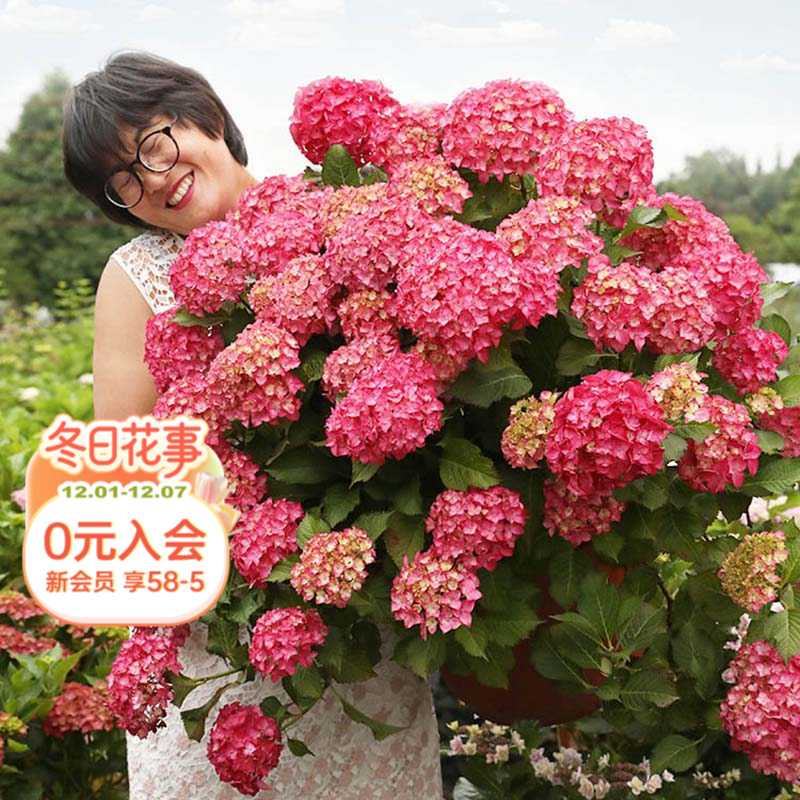 海蒂的花园塞尔玛秋季大花绣球