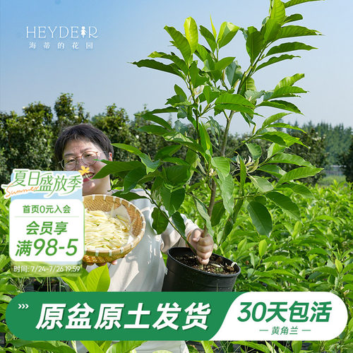 当年开花黄角兰树苗四季观叶好养
