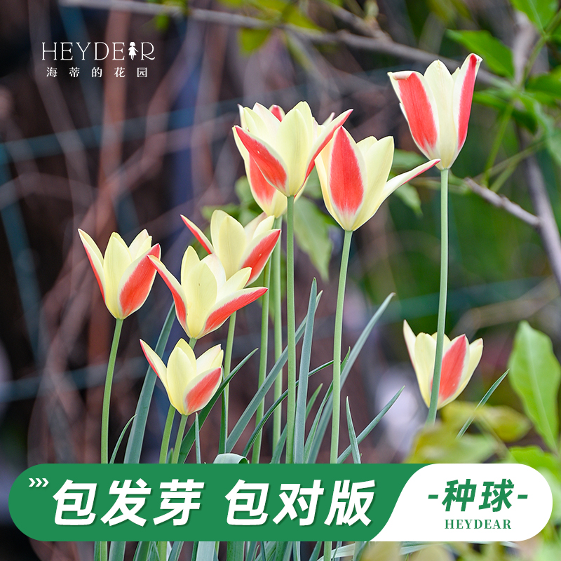 海蒂的花园旗舰店郁金香种球花毛茛银莲花铃兰球根花卉植物预售