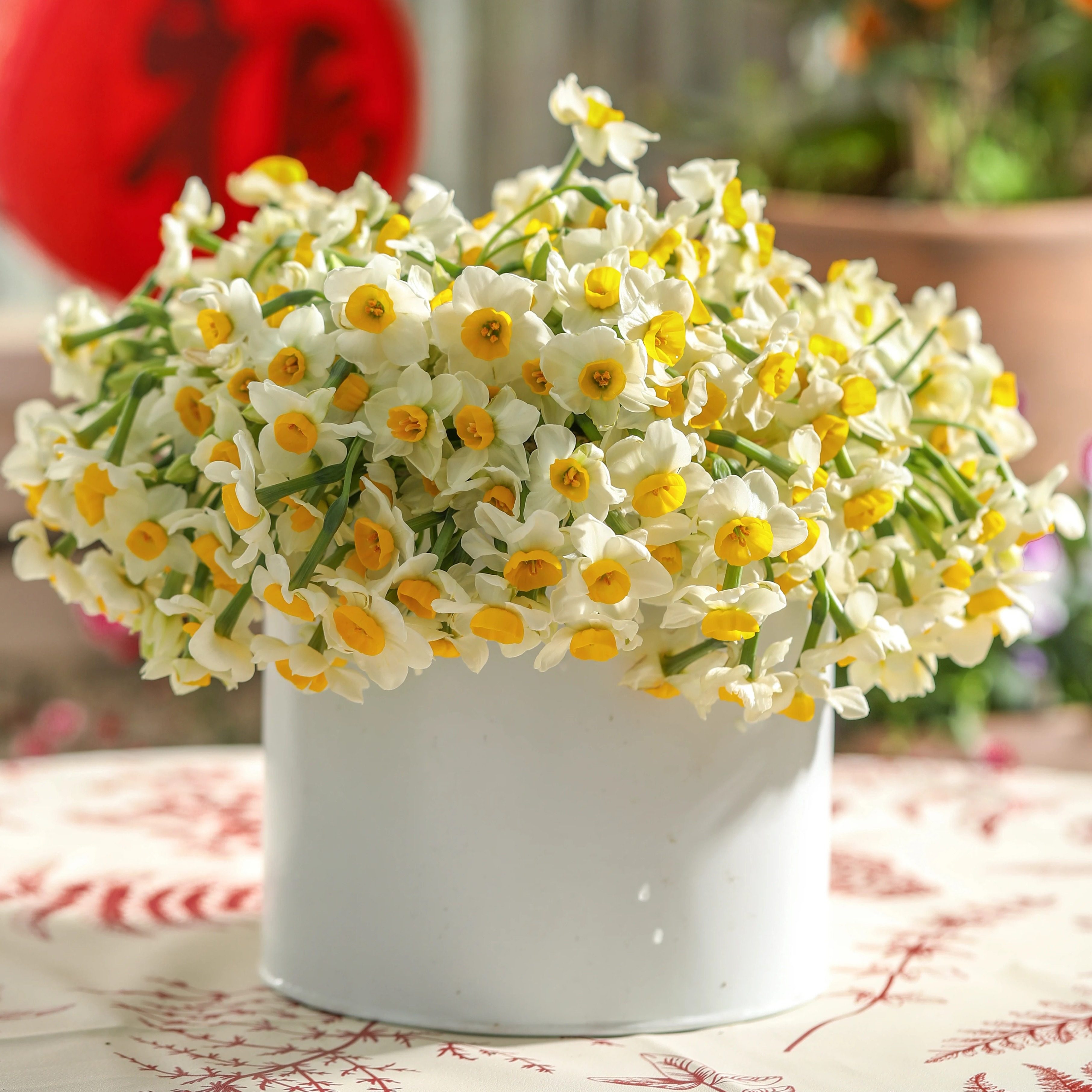 海蒂的花园旗舰店水仙花中国水仙种球漳州室内花卉水培植物年宵花,鲜花速递/花卉仿真/绿植园艺,种球/裸根,淘宝优惠券,粉丝福利购,淘宝优惠卷