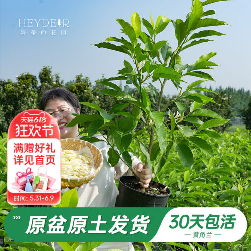 当年开花黄角兰树苗四季观叶好养