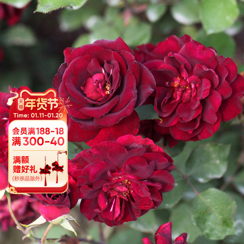 海蒂的花园 路易十四玫瑰直立月季欧月浓香木本花卉植物盆栽苗,鲜花速递/花卉仿真/绿植园艺,月季/蔷薇/玫瑰,淘宝优惠券,粉丝福利购,淘宝优惠卷