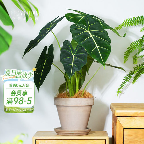 【小红书10万人推荐】绿植海芋