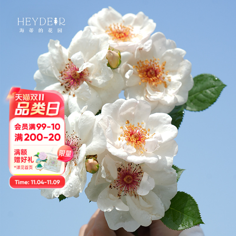 海蒂的花园基地自产月季包对版