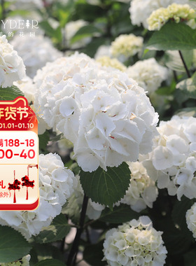 海蒂的花园 大花绣球黑金刚白色红色分枝好阳台庭院盆栽花卉植物