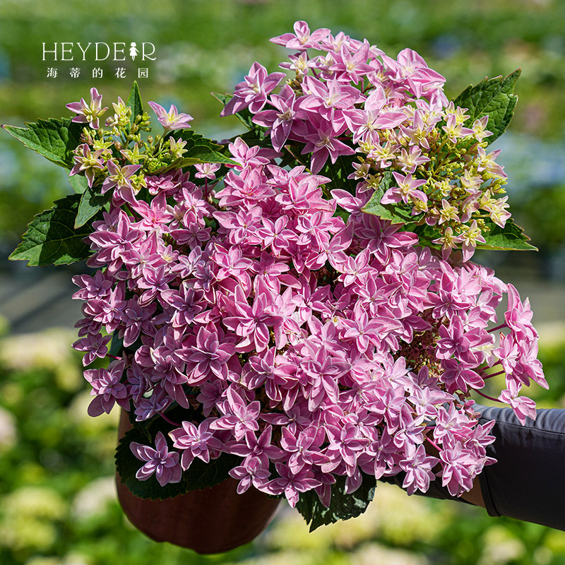 海蒂的花园旗舰店重瓣大花绣球天书可调色阳台庭院植物花卉盆栽苗