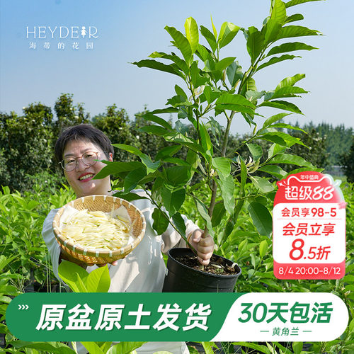 当年开花黄角兰树苗四季观叶好养