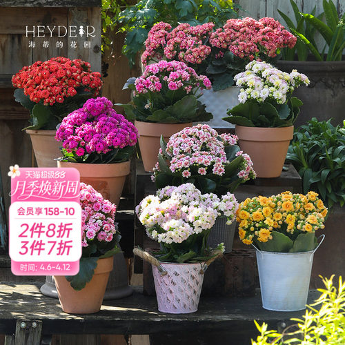 海蒂的花园官方旗舰店长寿花盆栽室内阳台桌面植物花卉带花苞发货