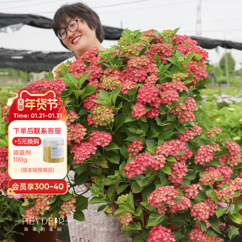 海蒂的花园魔幻城堡新品大花绣球室外阳台庭院露台花卉植物盆栽苗,鲜花速递/花卉仿真/绿植园艺,绣球/木绣球/木本植物,淘宝优惠券,粉丝福利购,淘宝优惠卷