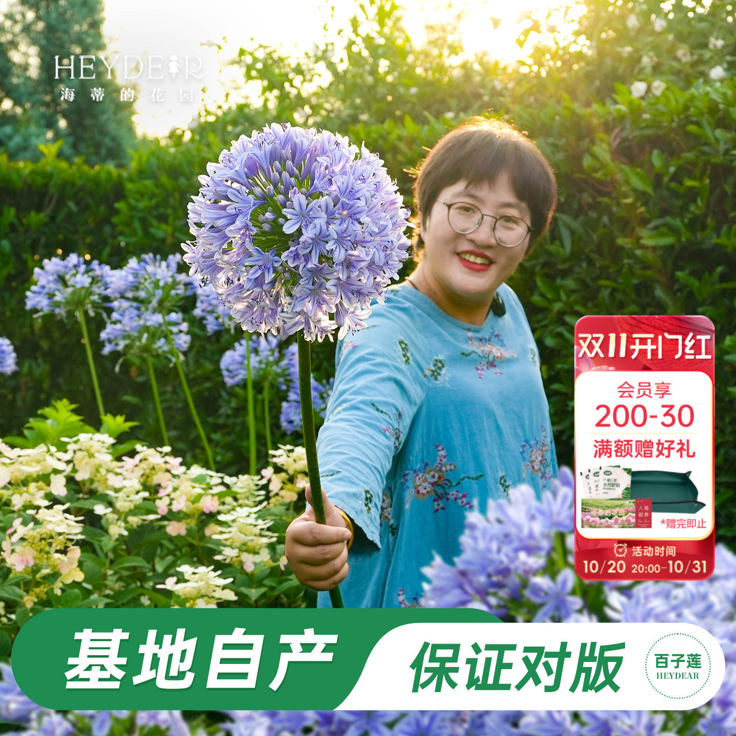 海蒂的花园百子莲花卉盆栽苗多年生草本花卉耐热好养阳台庭院植物