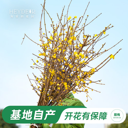 海蒂的花园腊梅花苗易活好养