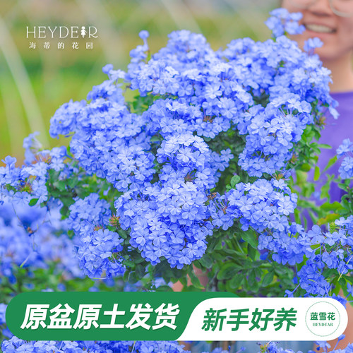 海蒂阳台蓝雪花海蒂的花园