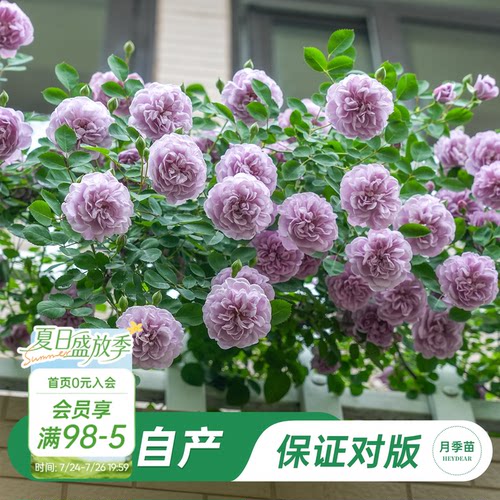海蒂的花园蓝色阴雨月季