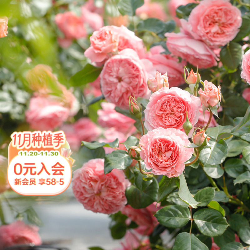 海蒂的花园耐热盆栽苗花卉植物