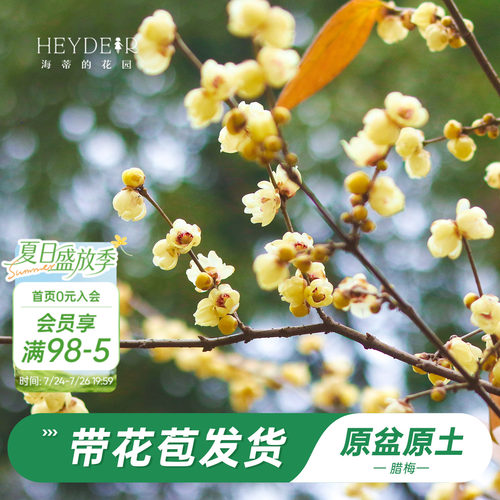 海蒂的花园腊梅花苗易活好养