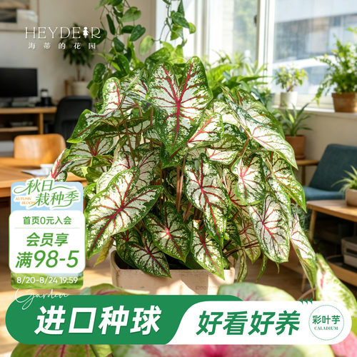 好种易发芽室内可栽种