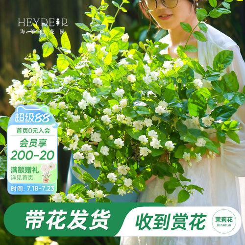 海蒂的花园重瓣茉莉花盆栽带花苗