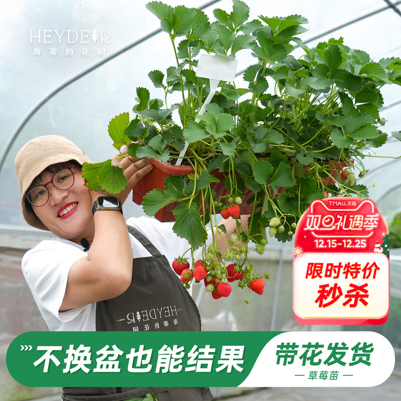特大号草莓，不换盆就能结果