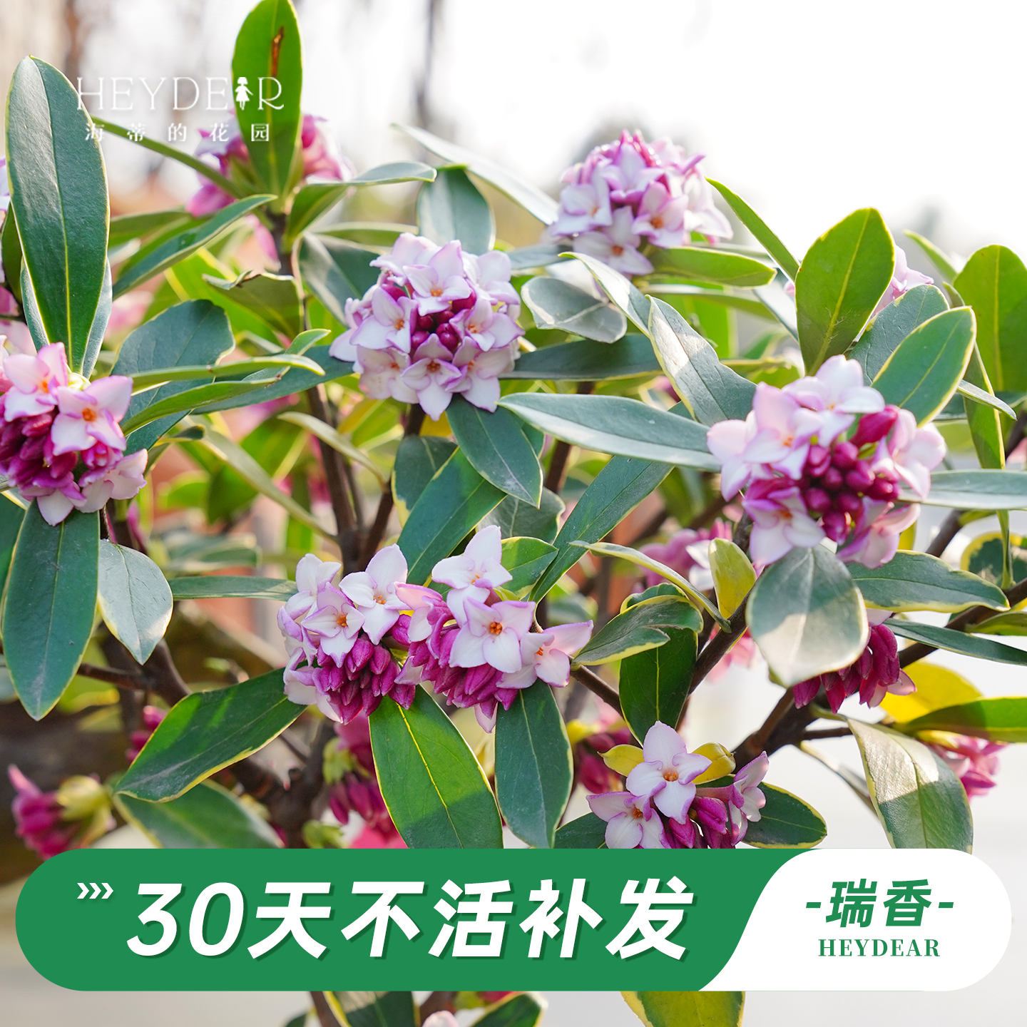 海蒂的花园旗舰店瑞香花卉盆栽冬季开花植物阳台庭院开花绿植