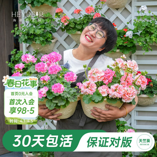 海妈家天竺葵多季节开花包对版