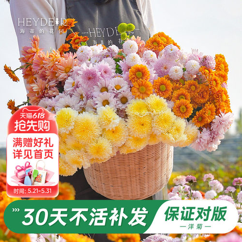 洋菊盆栽花苗易养易爆花