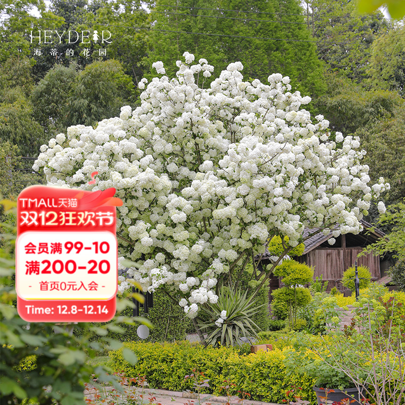 海蒂的花园中华木绣球木本花卉