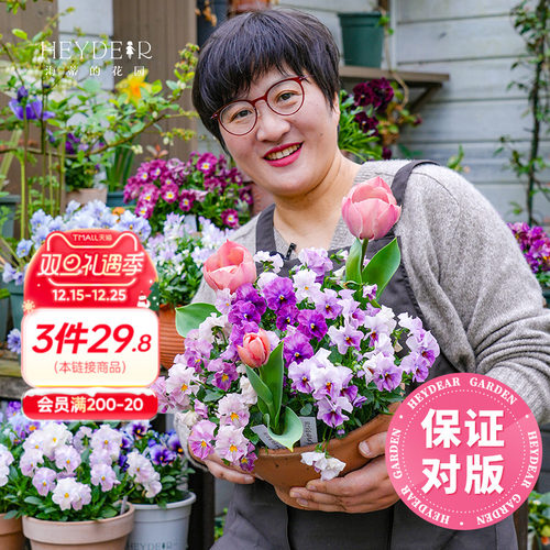 角堇盆栽小苗花期长花量大