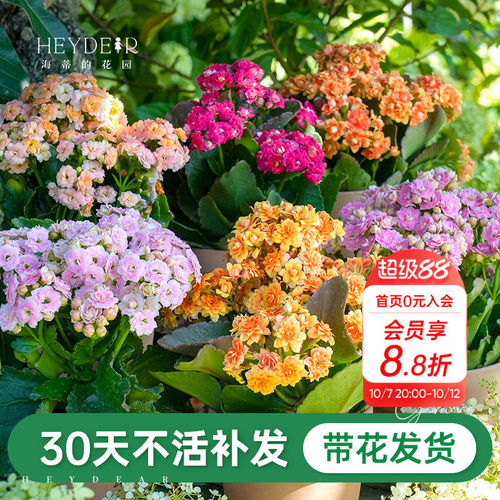 A级长寿花重瓣带花发货