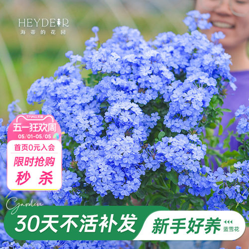 海蒂阳台蓝雪花海蒂的花园