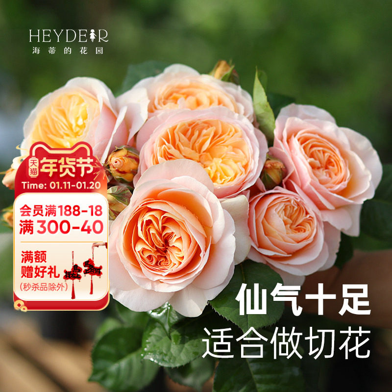 ���ٵĻ�԰ �л�����Ҷ��˹͡��ľ�¼�ŷ���ڻ���̨�������Ի��� 151.8Ԫ��5��(��30.36Ԫ/��)