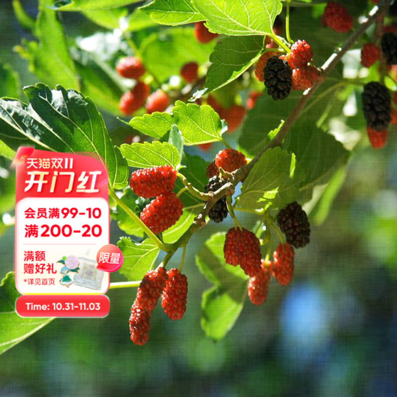 海蒂的花园桑葚树苗台湾长果桑白玉王好养水果苗南北方种植盆栽苗