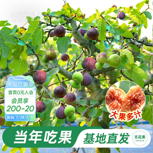 无花果盆栽大果特级高品质易养活