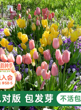 海蒂的花园旗舰店郁金香种球自然球花卉植物阳台花园球根花种