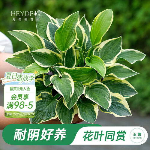 海蒂的花园玉簪阳台庭院观叶