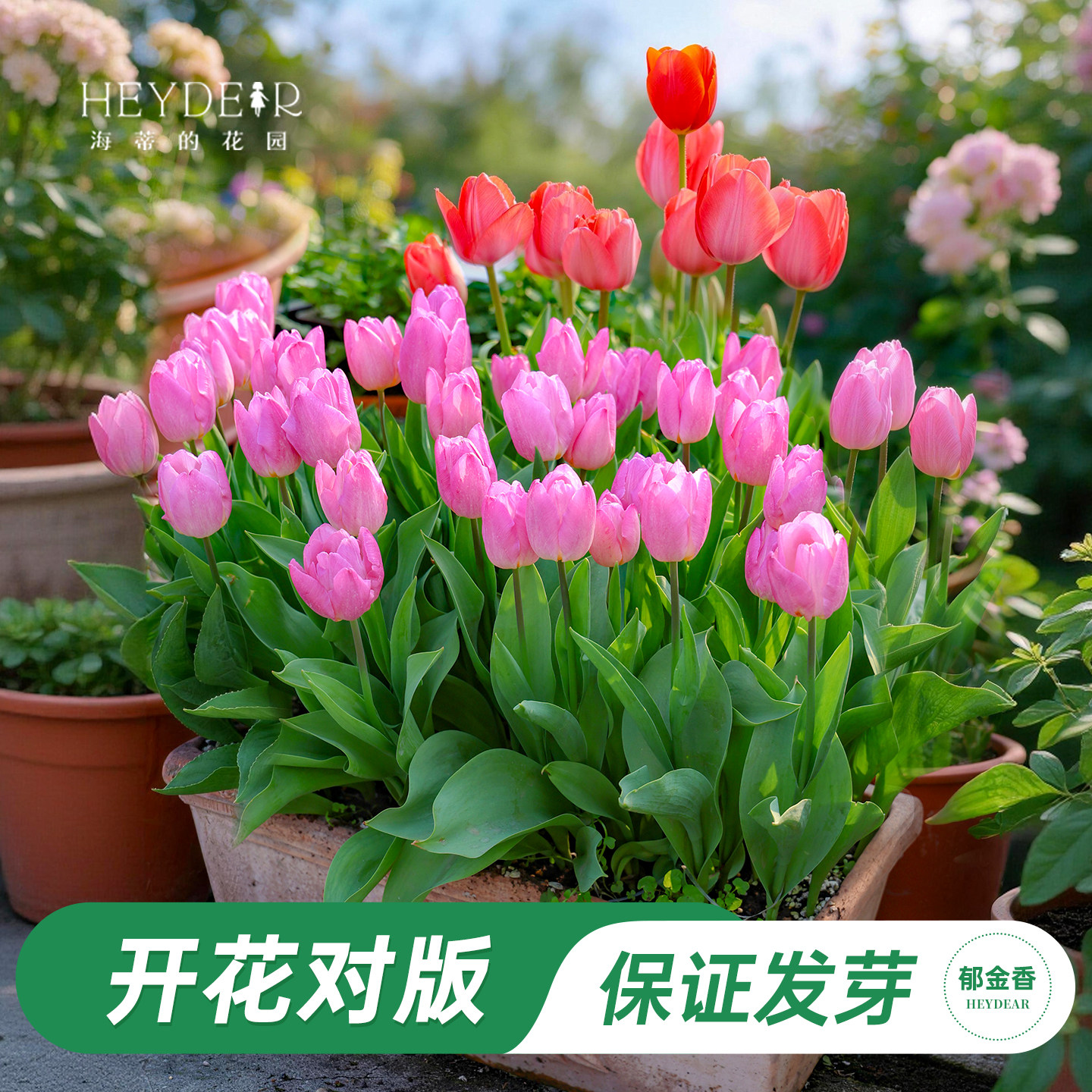 海蒂的花园旗舰店郁金香种球自然球花卉植物阳台花园球根花种预售