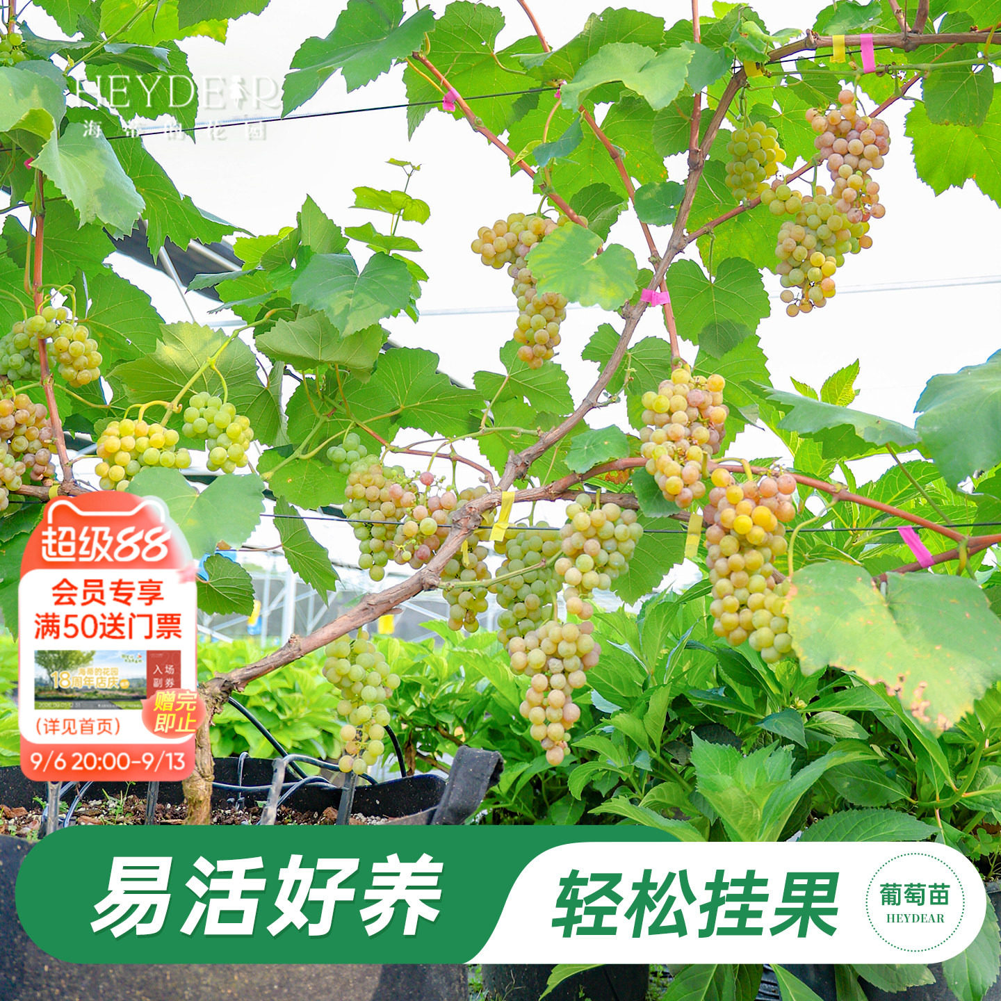 海蒂的花园葡萄苗包对版可结果图片
