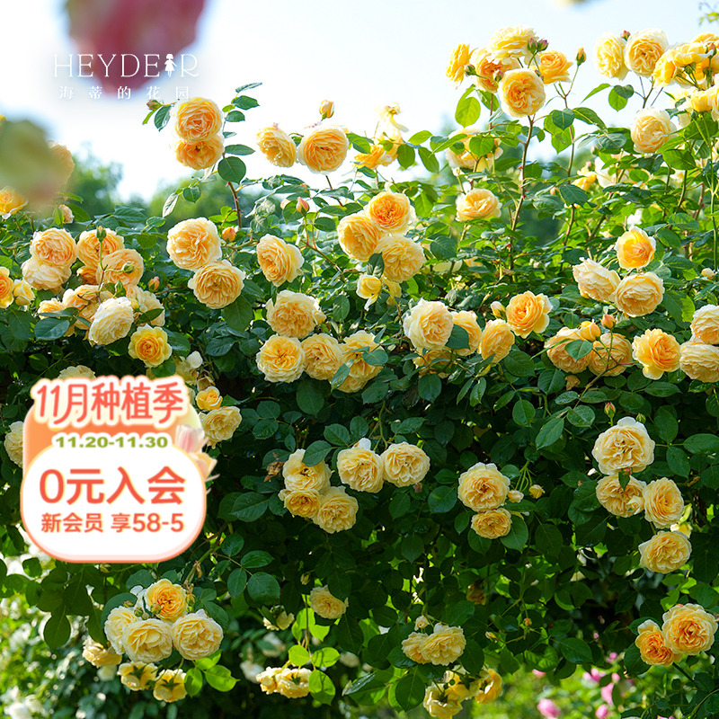 海蒂的花园玛格丽特植物庭院爬藤