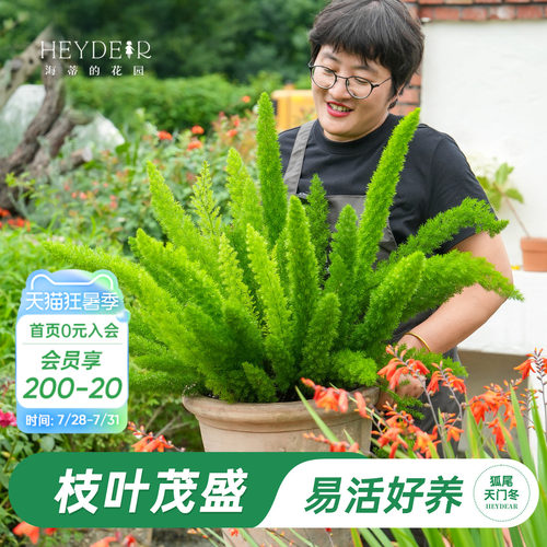 狐尾天门冬常绿观叶植物庭院盆栽