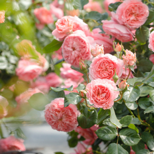 开花阳台庭院花卉植物盆栽苗 耐热四季 海蒂 花园夏日花火直立月季