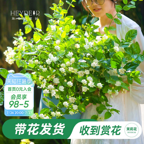 海蒂的花园重瓣茉莉花盆栽带花苗