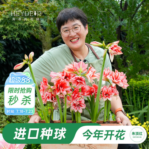 朱顶红进口种球包对版60天内开